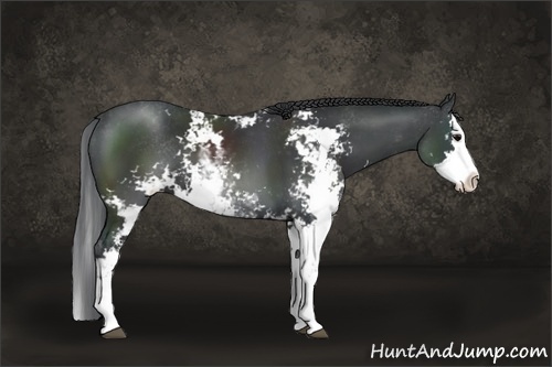 Horse Color:Black Sabino Splash 