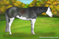 Horse Color:Black Sabino Splash