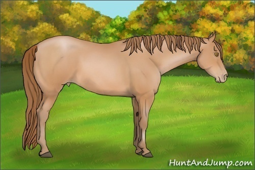 Horse Color: Bay Pearl 