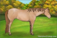 Horse Color:Bay Pearl