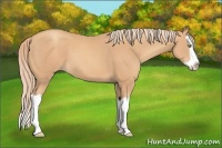 Horse Color:Gold Champagne Splash 