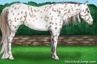 Horse Color:Liver Chestnut Pearl Frame Leopard 