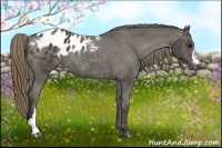Horse Color:Smoky Black Appaloosa Rabicano 