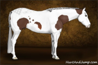 Horse Color:Bay Splash Tobiano