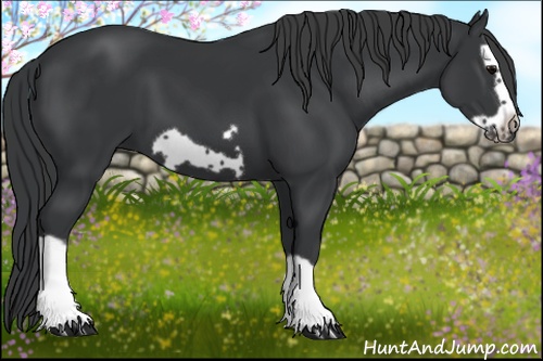 Horse Color: Black Splash Frame 