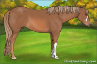 Horse Color:Liver Chestnut 