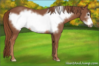 Horse Color:Liver Chestnut Frame 