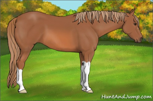 Horse Color: Chestnut 