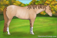 Horse Color:Bay Pearl Rabicano