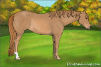 Horse Color:Chestnut Rabicano 