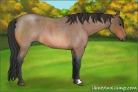 Horse Color:Bay Roan 