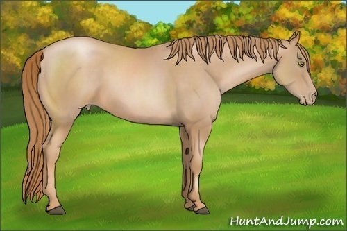 Horse Color: Chestnut Pearl 