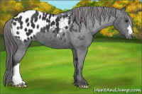 Horse Color:Brown Appaloosa 