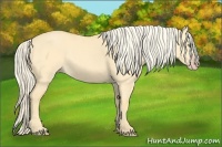 Horse Color:Gold Cream Champagne Dun 