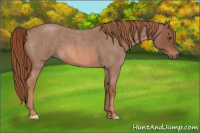 Horse Color:Red Roan 