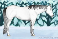 Horse Color:Gray White Spotted Bay