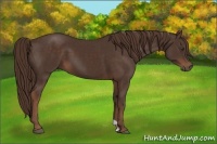 Horse Color:Liver Chestnut 