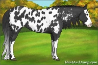 Horse Color:Black Splash Appaloosa 