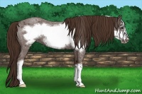 Horse Color:Liver Red Roan Frame
