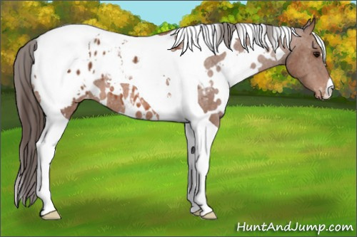Horse Color: White Spotted Bay Tobiano Blanket 