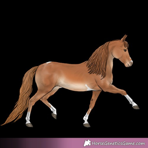 Horse Color:Chestnut Tobiano