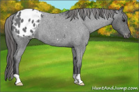 Horse Color:Blue Roan Appaloosa