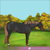 Horse Color:Liver Chestnut 