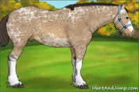 Horse Color:Buckskin Ice 