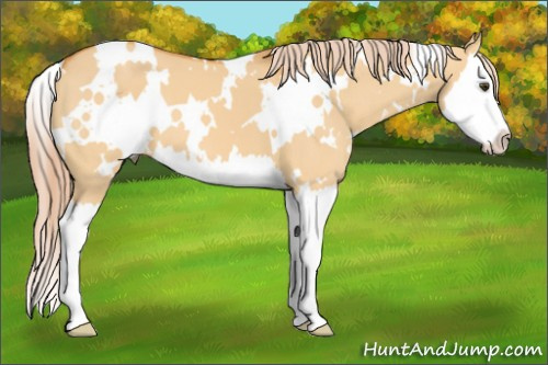 Horse Color:White Spotted Palomino Dun Splash