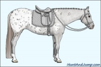 Horse Color:Grullo Roan Blanket