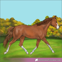 Horse Color:Chestnut 