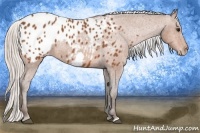 Horse Color:Silver Bay Frame Appaloosa 