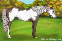 Horse Color:Silver Black Frame 