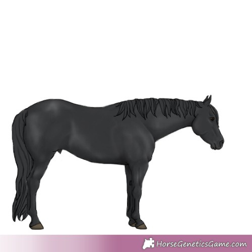 Horse Color:Black 
