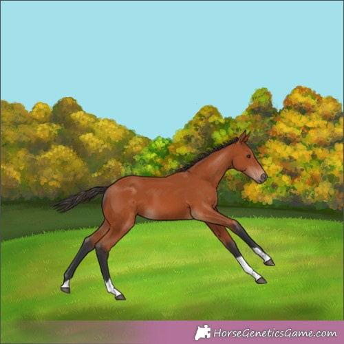 Horse Color:Bay 