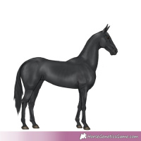 Horse Color:Black Chinchilla 