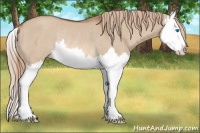 Horse Color:Red Dun Sabino Splash Rabicano