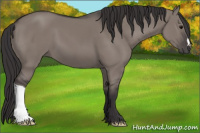 Horse Color:Buckskin Dun 