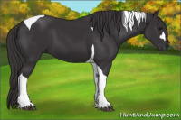 Horse Color:Buckskin Tobiano
