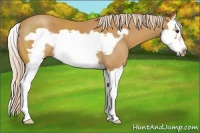 Horse Color:Palomino Splash Frame 