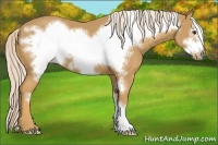 Horse Color:Palomino Frame 