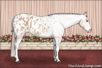 Horse Color:Bay Roan Splash Appaloosa 