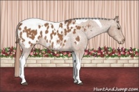 Horse Color:Red Roan Tobiano Appaloosa 