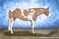 Horse Color:Chestnut Splash Tobiano Appaloosa