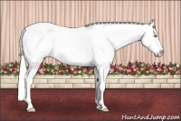 Horse Color:White Spotted Gold Cream Champagne Appaloosa 