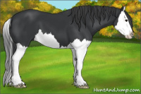 Horse Color:Black Splash 