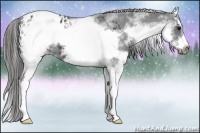 Horse Color:White Spotted Black Sabino Splash Frame Appaloosa 