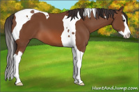Horse Color:Bay Splash Tobiano