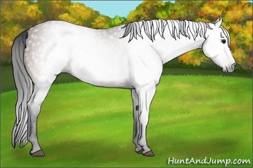 Horse Color:Gray Bay 