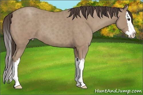 Horse Color:Classic Champagne Roan Splash